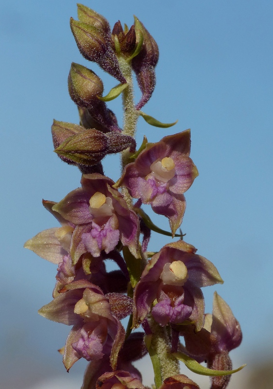 Le belle Epipactis sulle praterie di Campo Imperatore (AQ)  luglio 2025.